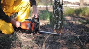 Best Emergency Tree Removal  in Arvin, CA