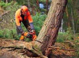 Best Tree Disease Treatment  in Arvin, CA